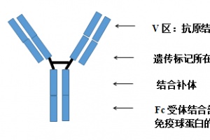 类风湿因子（RF）与假阳性剖析