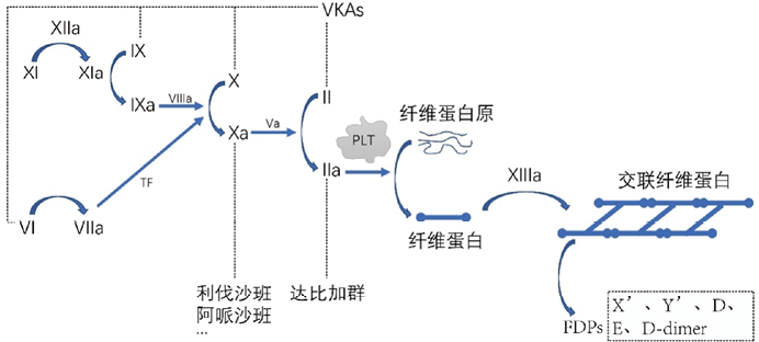 D-二聚体2.0：开启临床应用的新篇章