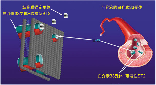 sST2—前途无量的心衰管理标志物