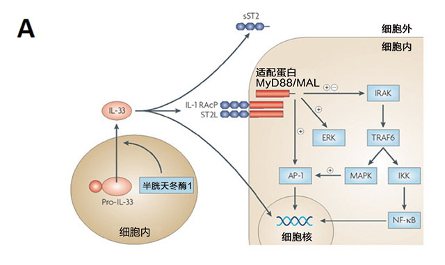 ST2和半乳糖凝集素3: 准备迎接黄金时代