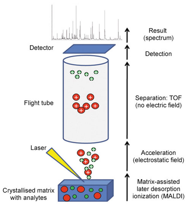 MALDI  TOF 在临床微生物检测中的应用