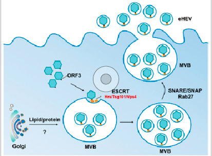 病 毒 包 膜 在HEV生命周期中的作用