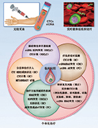 循环肿瘤细胞和循环肿瘤DNA 作为液体活组织切片的临床应用