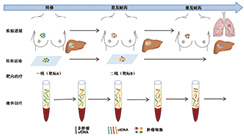 循环肿瘤DNA 用作癌症的液体切片