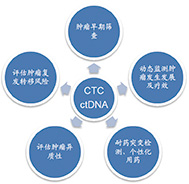 循环肿瘤细胞（CTC）概述