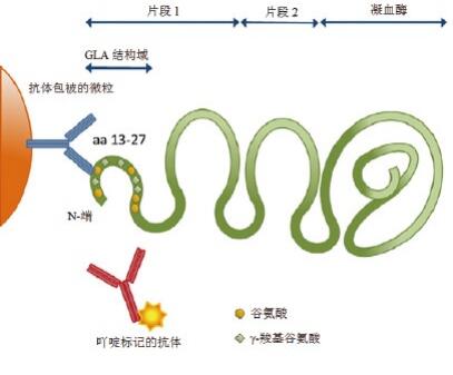 全自动化学发光免疫平台检测维生素K缺乏 或拮抗剂II诱导蛋白的分析性能评估