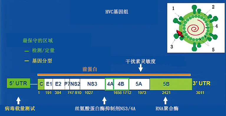 HCV感染诊断和管理中的检测问题