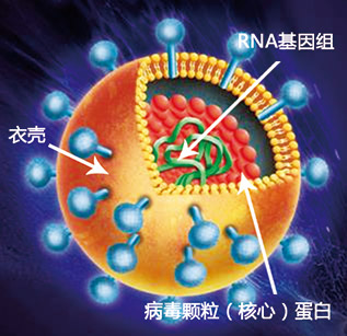 丙型病毒性肝炎