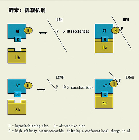 肝素及其治疗的监测