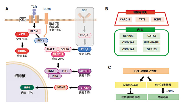 成人T细胞白血病： HTLV-1感染的T细胞的转化和克隆扩增的分子基础