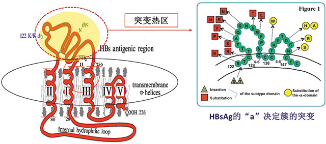 浅谈乙肝表面抗原突变和检测策略