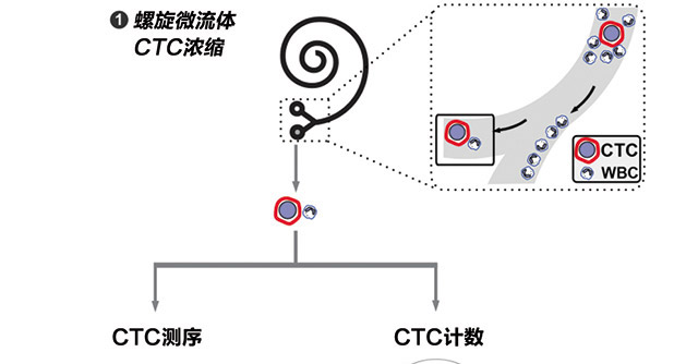 循环肿瘤细胞浓缩后的简要工作流程： 从系统计数到突变分析