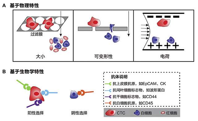 循环肿瘤细胞的生物和分子特征是精准医疗的创新策略吗？