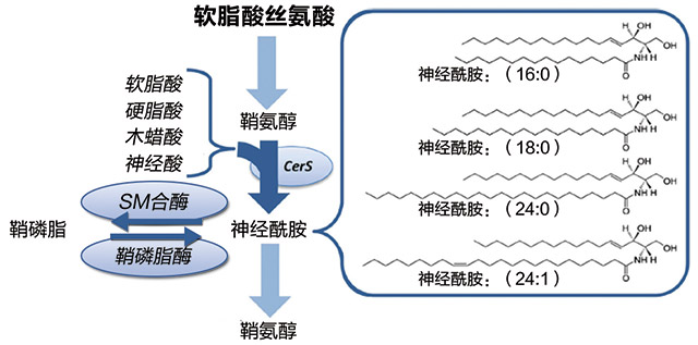 急性冠脉综合征脂质标志物的风险评估