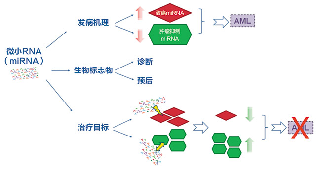 急性髓细胞白血病中MicroRNAs作为诊断、 预后标志物以及潜在治疗靶点的研究