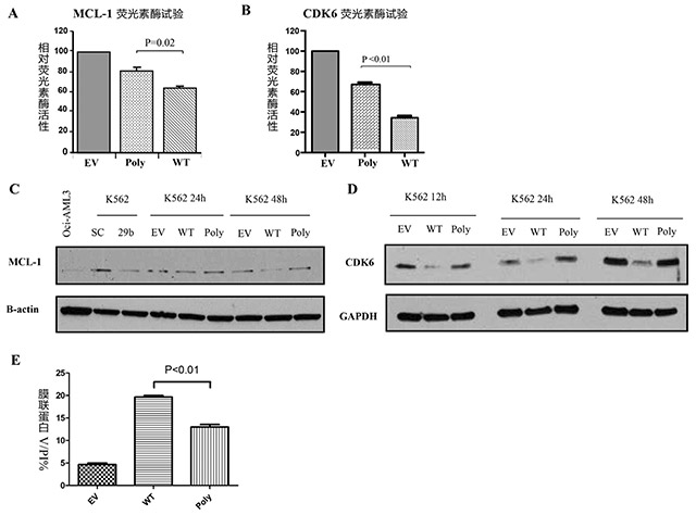 急性髓细胞白血病miR-29b-1 和miR-29a多态性的发现和功能意义