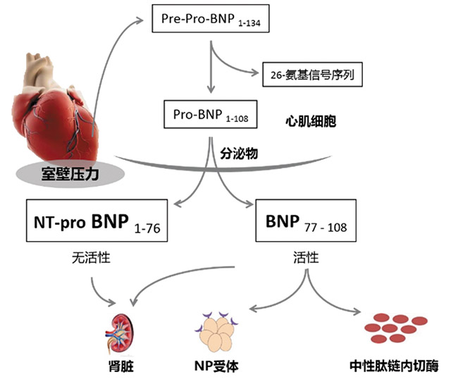 心衰诊断生物标志物 — BNP