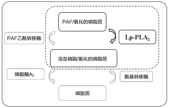 Lp-PLA2的抗氧化和炎症特性