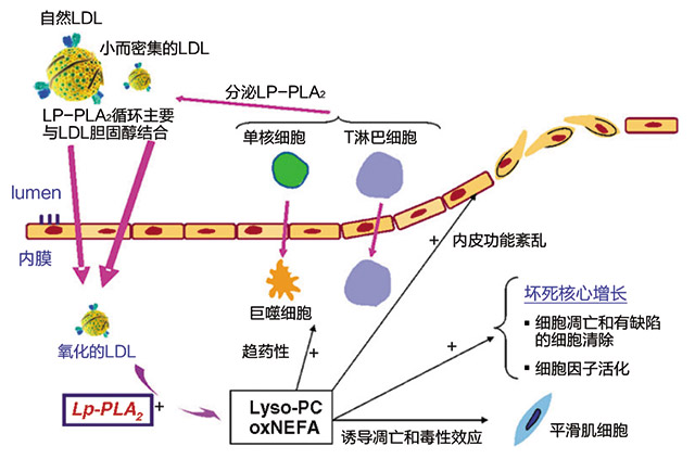 减少心血管事件的Lp-PLA2抑制剂