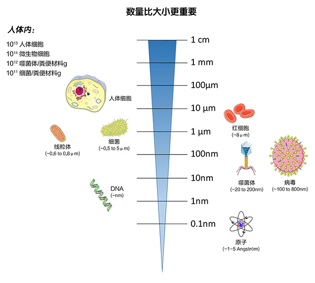 人体肠道微生物群：希望、威胁和前景