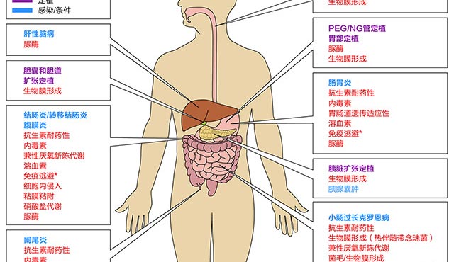 变形杆菌: 公认的胃肠道致病菌