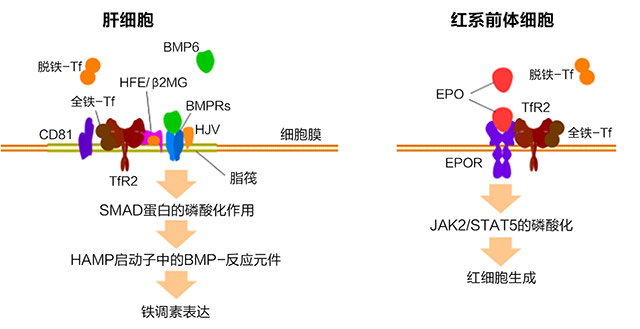 转铁蛋白和转铁蛋白受体更新