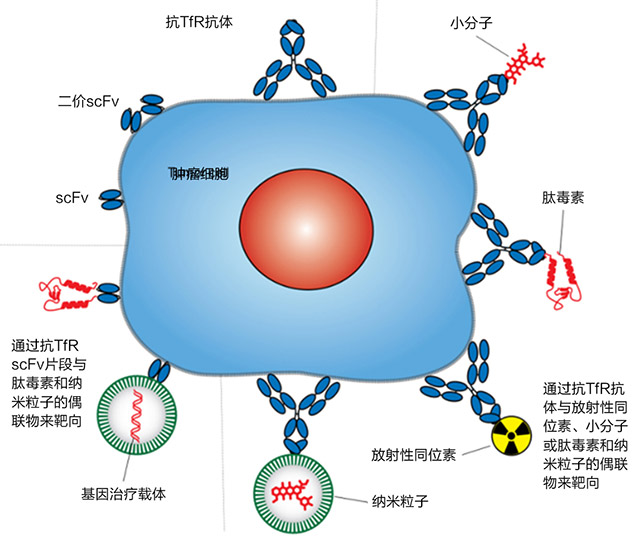 以癌症细胞的转铁蛋白为靶标进行抗体靶向治疗