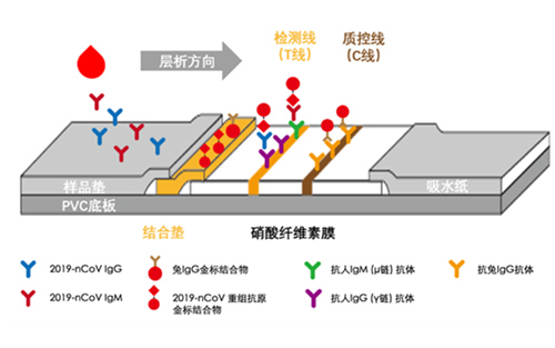 新型冠状病毒抗体检测在疫情防控中的应用价值