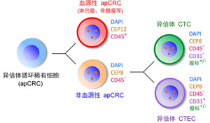 应用SE-i·FISH同步联合检测异倍体CTC与CTEC的重要临床意义