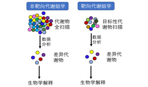 代谢组学技术在衰老和衰老相关疾病研究中的应用
