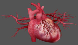心肌损伤标志物在新型冠状病毒感染临床诊断中的价值