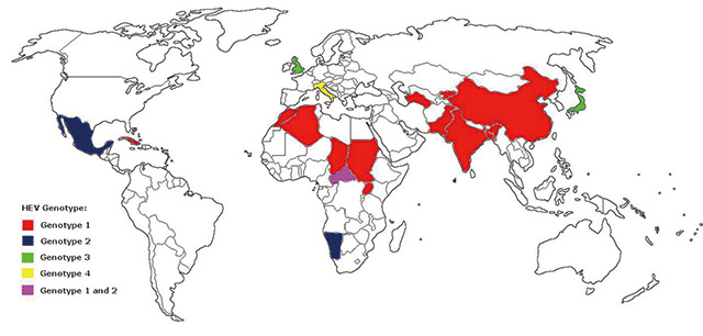 005-全球戊型肝炎病毒爆发状况系统回顾-技术导航5.jpg