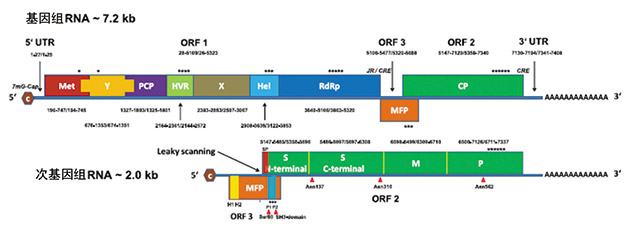 Genomic：基因组；subgenomic：次基因组.jpg