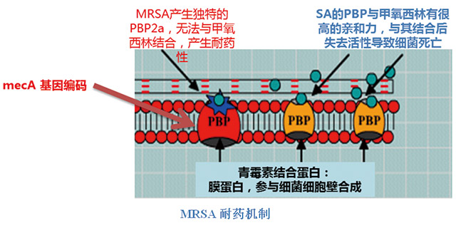 快速分子诊断-3.jpg