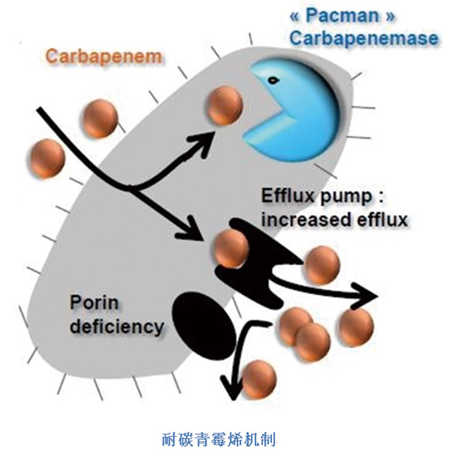 快速分子诊断-4.jpg