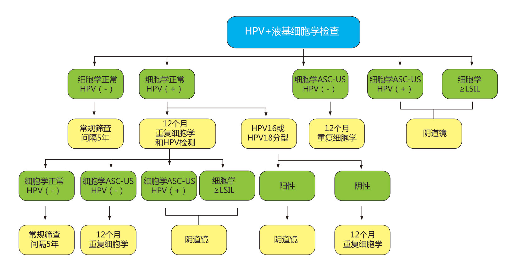 HPV+液基细胞学检查.jpg