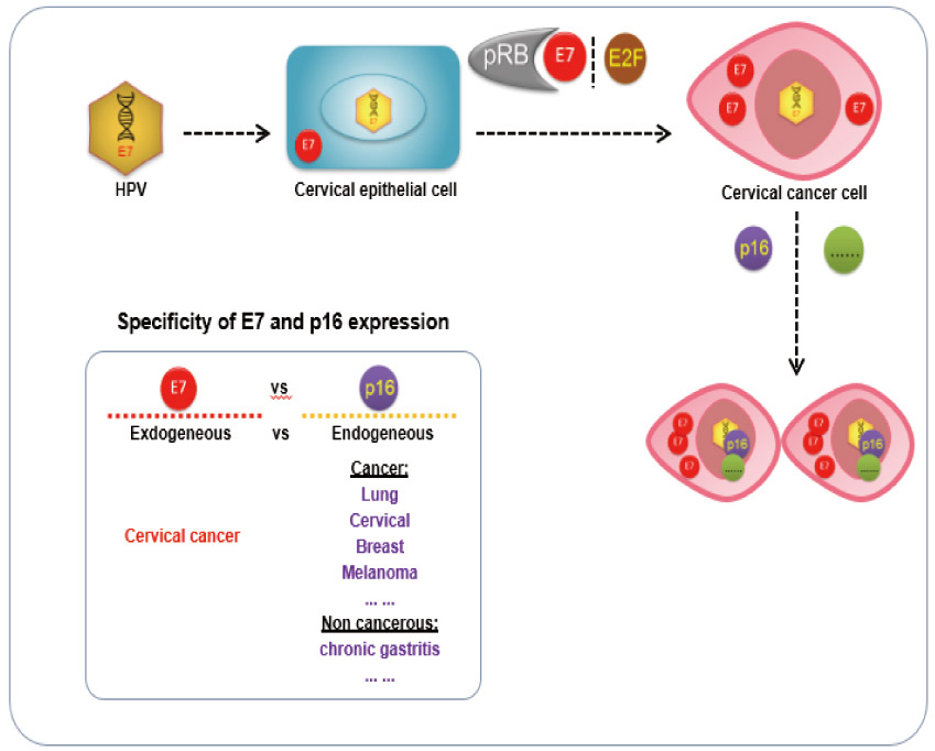 Clinical-Lab_Review_HPV与宫颈癌_V05B-13.jpg