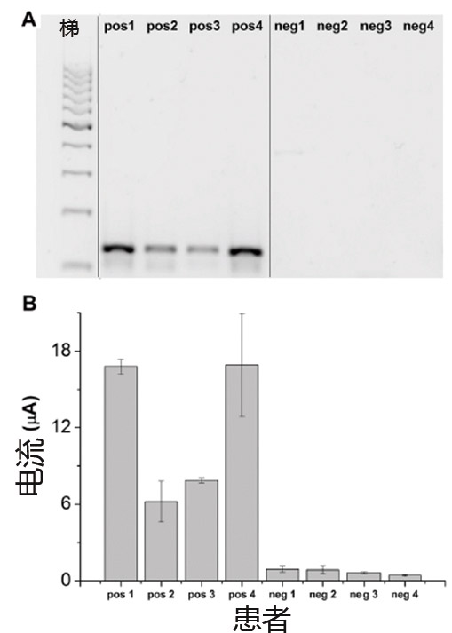 高危人乳头瘤病毒DNA电化学芯片地磁检测试验-6.jpg