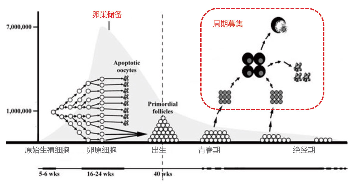 贝克曼库尔特专利产品AMH助力卵巢储备功能评估-1.jpg