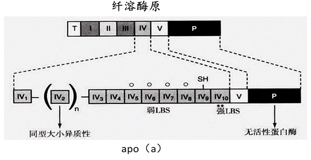 Lp（a）检测标准化-4.jpg