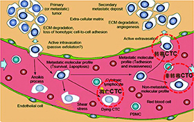 循环肿瘤细胞概述-1.jpg