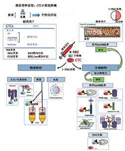 循环肿瘤细胞-1.jpg