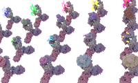 3D_Ab_conjugates_for_website.png