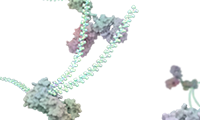 oligo_for_website.png
