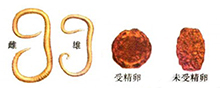 人体常见消化道寄生虫及检验-1.jpg
