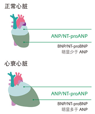 罗氏软文（7月）-14.jpg