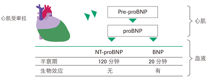 罗氏软文（7月）-15.jpg