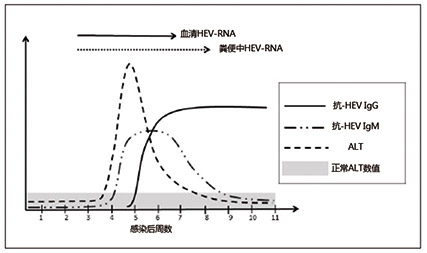 戊型肝炎-3.jpg
