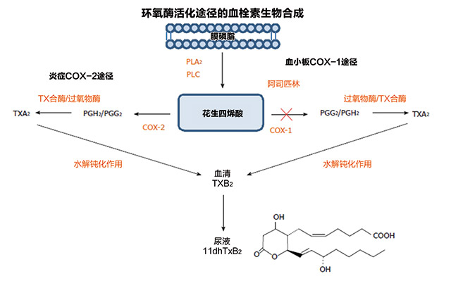 技术导航-糖尿病和冠脉疾病患者体内血小板血栓素-图1.jpg