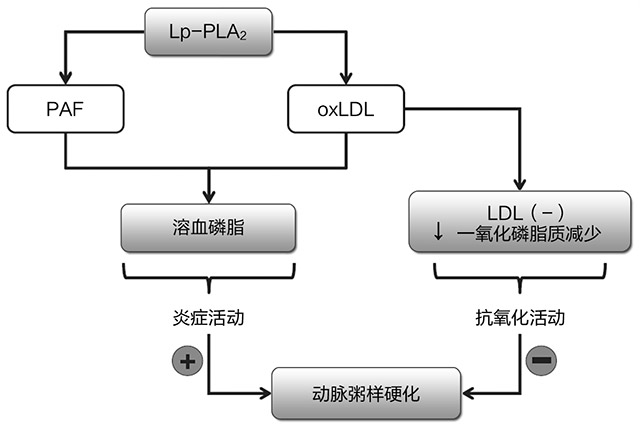 技术导航-LPPLA2-图3.jpg